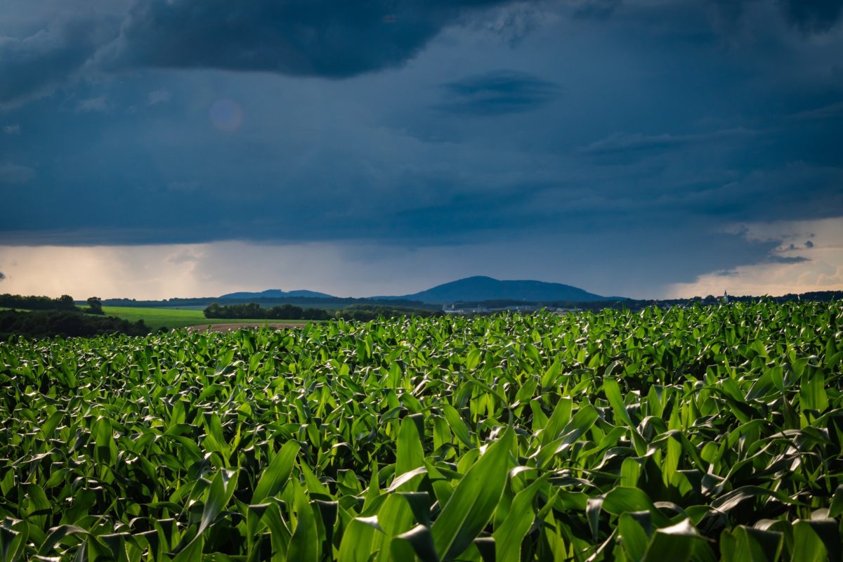 field-g51a8f5f48_1920-1200x800 field-g51a8f5f48_1920-1200x800