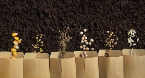 Vegetable-Seed-Companies-470x252 Vegetable-Seed-Companies-470x252